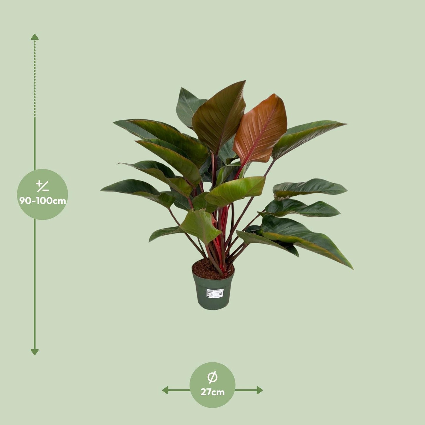 Philodendron Red Beauty - Ø27cm - ↕100cm - Pflanzfix24