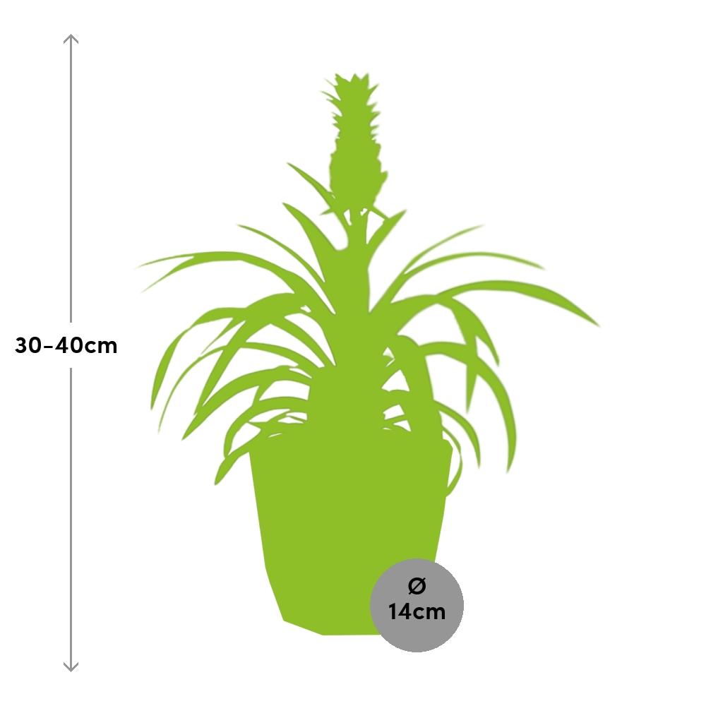 Ananas Mi Amigo in ELHO b.for rock 14 cm warm grey - Pflanzfix24