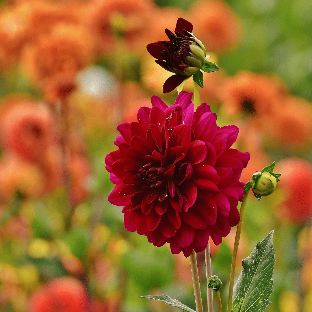 Dahlie Heatwave - Große Tiefrote Blumen - Pflanzfix24.de - Pflanzfix24.de