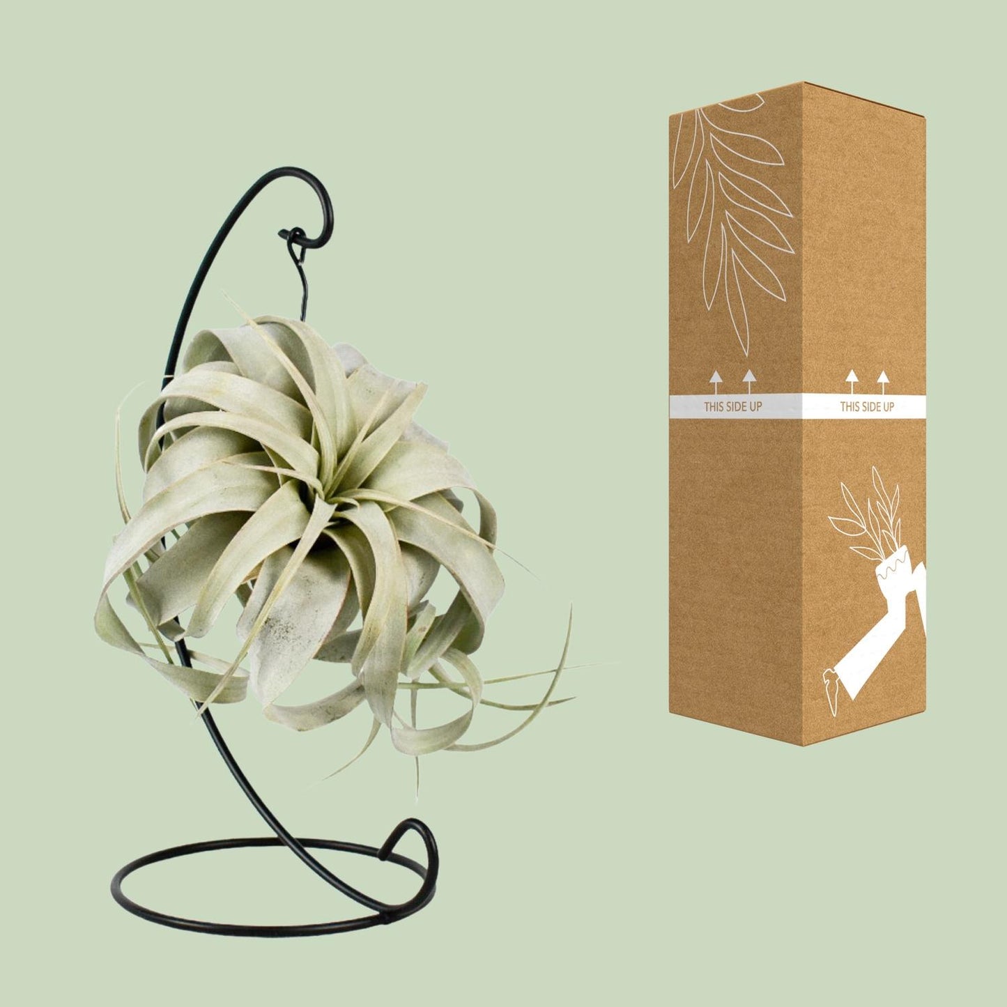 Tillandsia King Xero Ø12cm – Luftpflanze | Pflanzfix24.de - Pflanzfix24.de