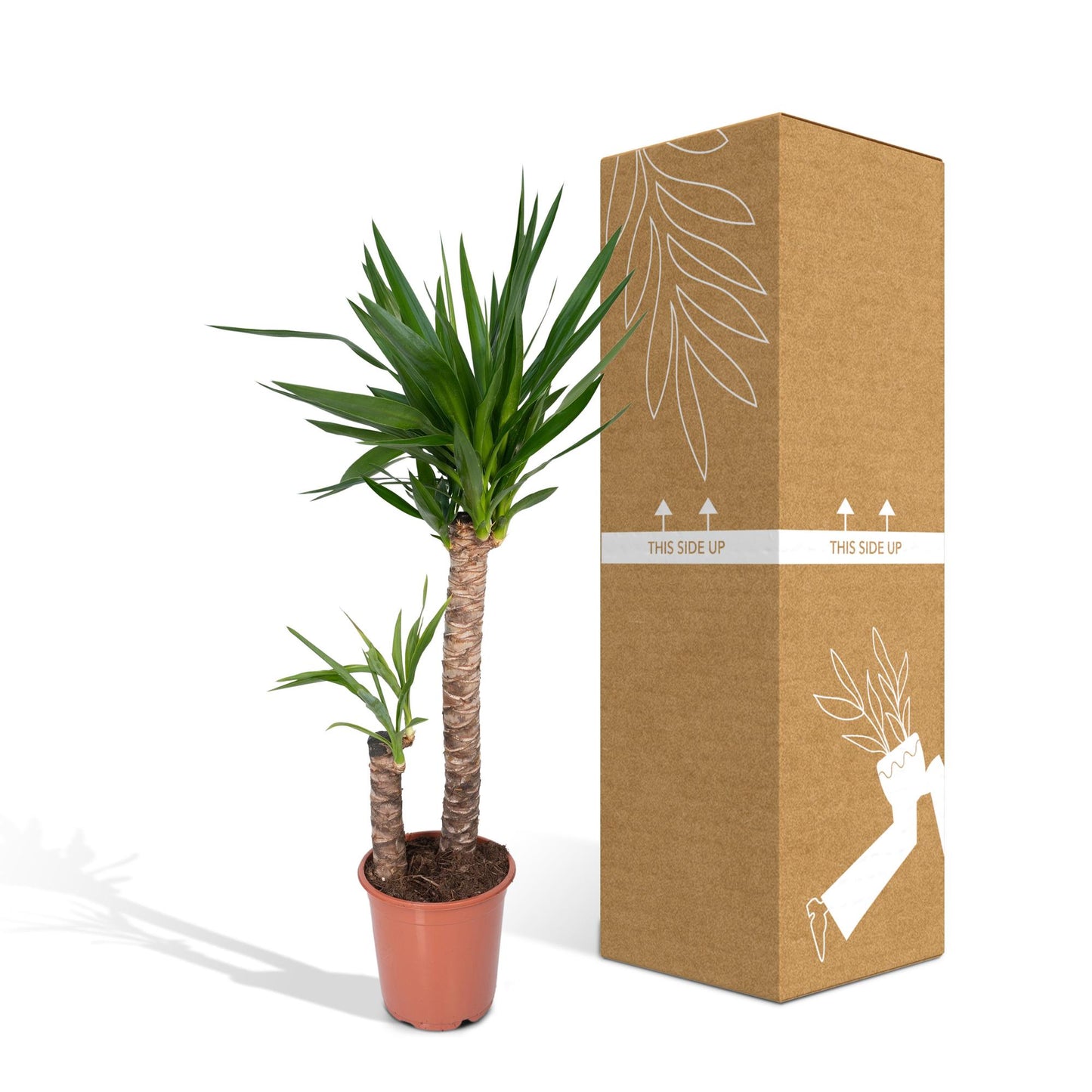 Yucca Elephantipes - Ø21cm - ↕100cm - Pflanzfix24