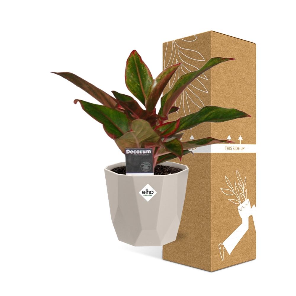 Aglaonema Crete in ELHO b.for rock 14 cm warm grey - Pflanzfix24