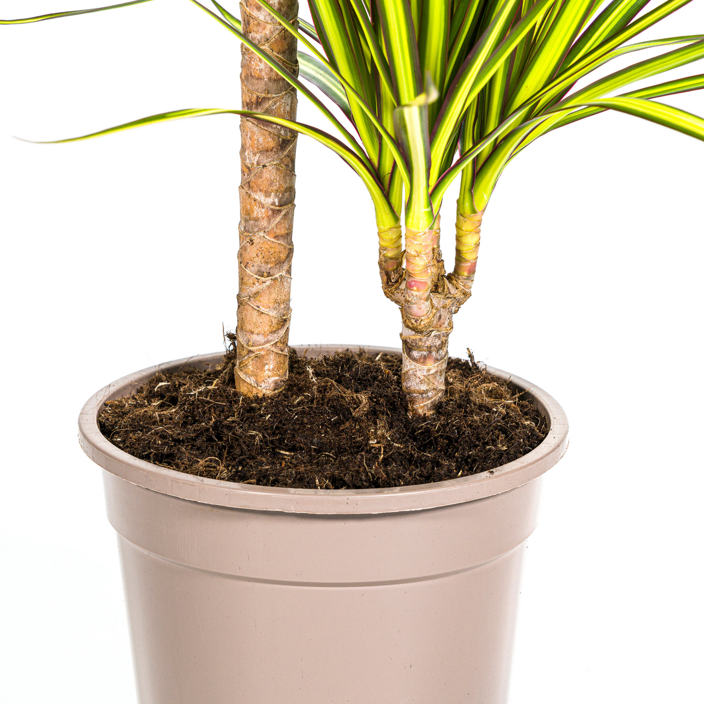 Dracaena Marginata Sunray Ø19cm - Pflanzfix24
