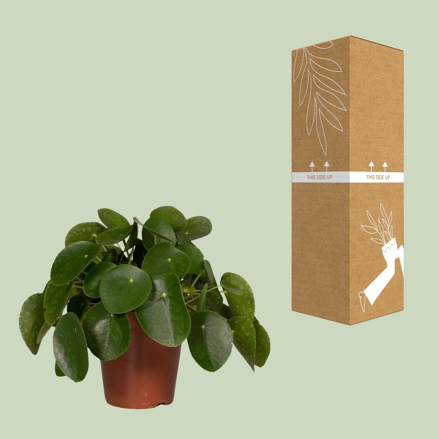 Pilea Peperomiodes - Pfannkuchenfabrik - Ø15cm - ↕25cm - Pflanzfix24