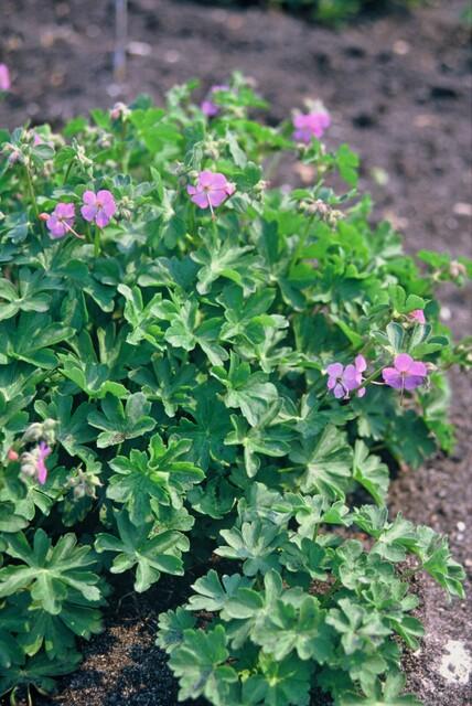 20er-Set Geranium cant. 'Cambridge' von Pflanzfix24.de - ↕10-25cm - Ø9cm - Pflanzfix24.de