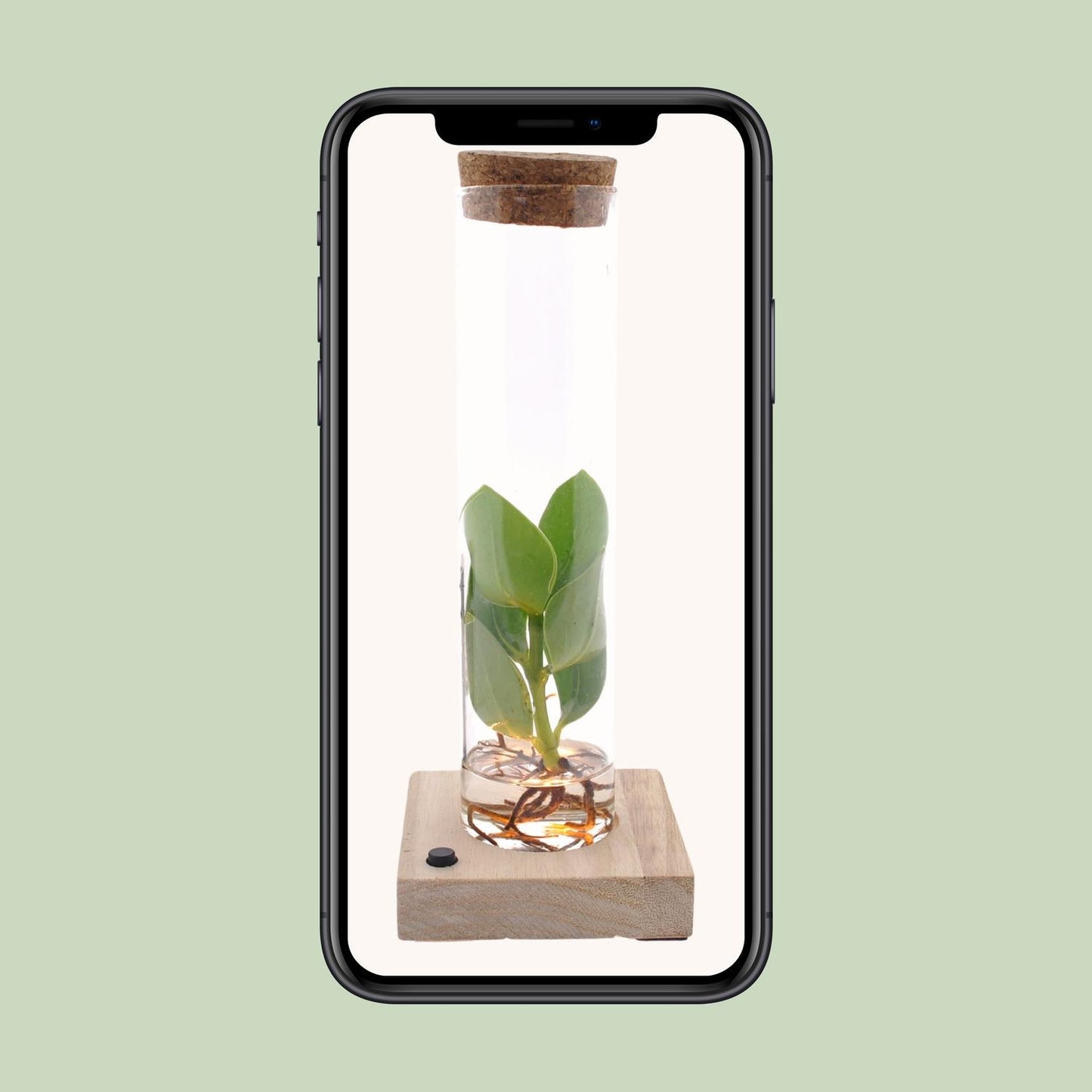 Clusia In Tube Glas + LED - Ø5cm - ↕10cm - Pflanzfix24.de - Pflanzfix24.de