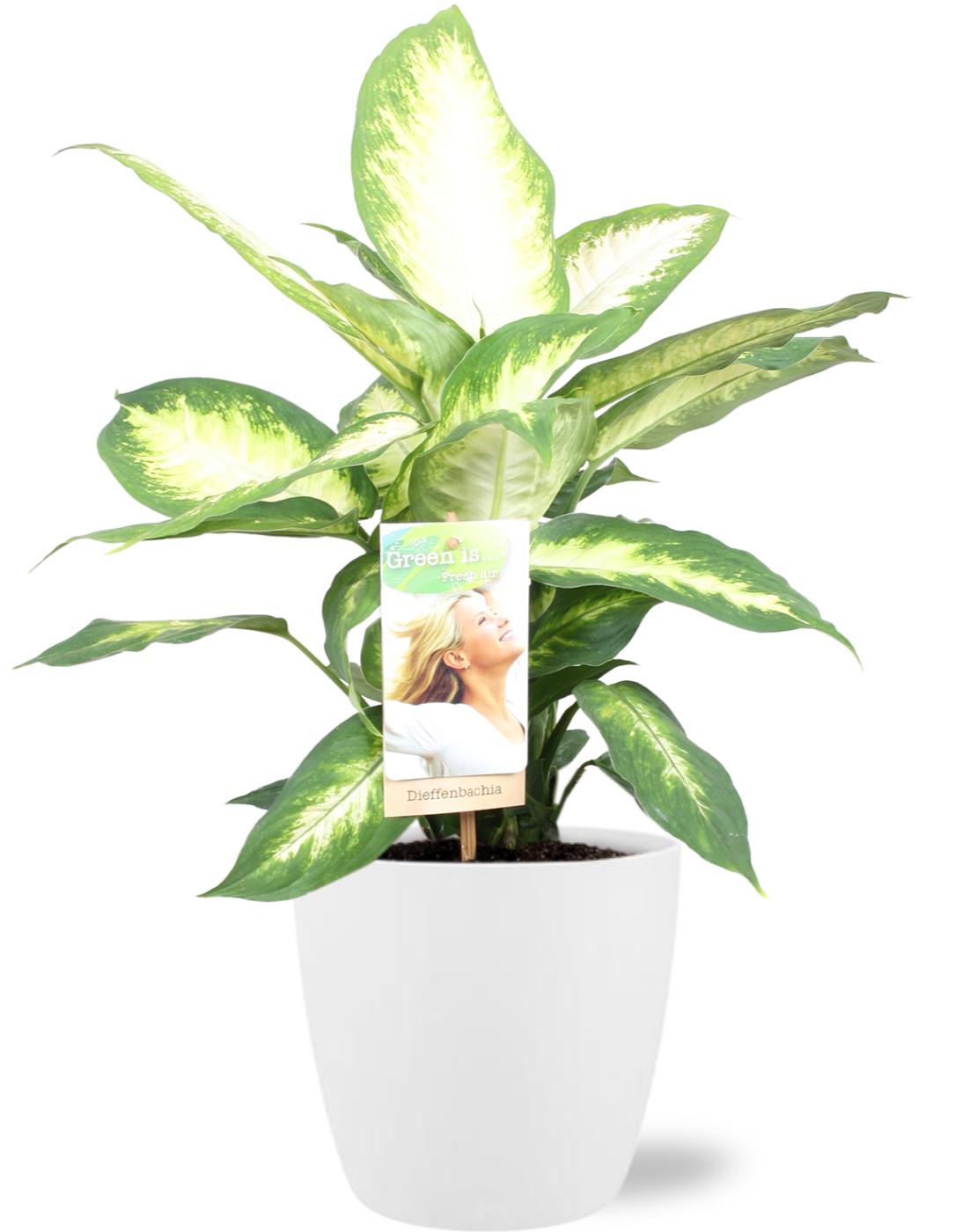 Dieffenbachia Camilla - Ø17cm + Pot Brussels D18x17cm - Weiß - Pflanzfix24