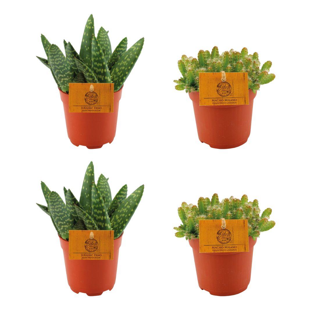 2x Aloe Paradisicum + 2x Hylocereus Undatus - 4 Stück - Ø10.5cm - bei Pflanzfix24