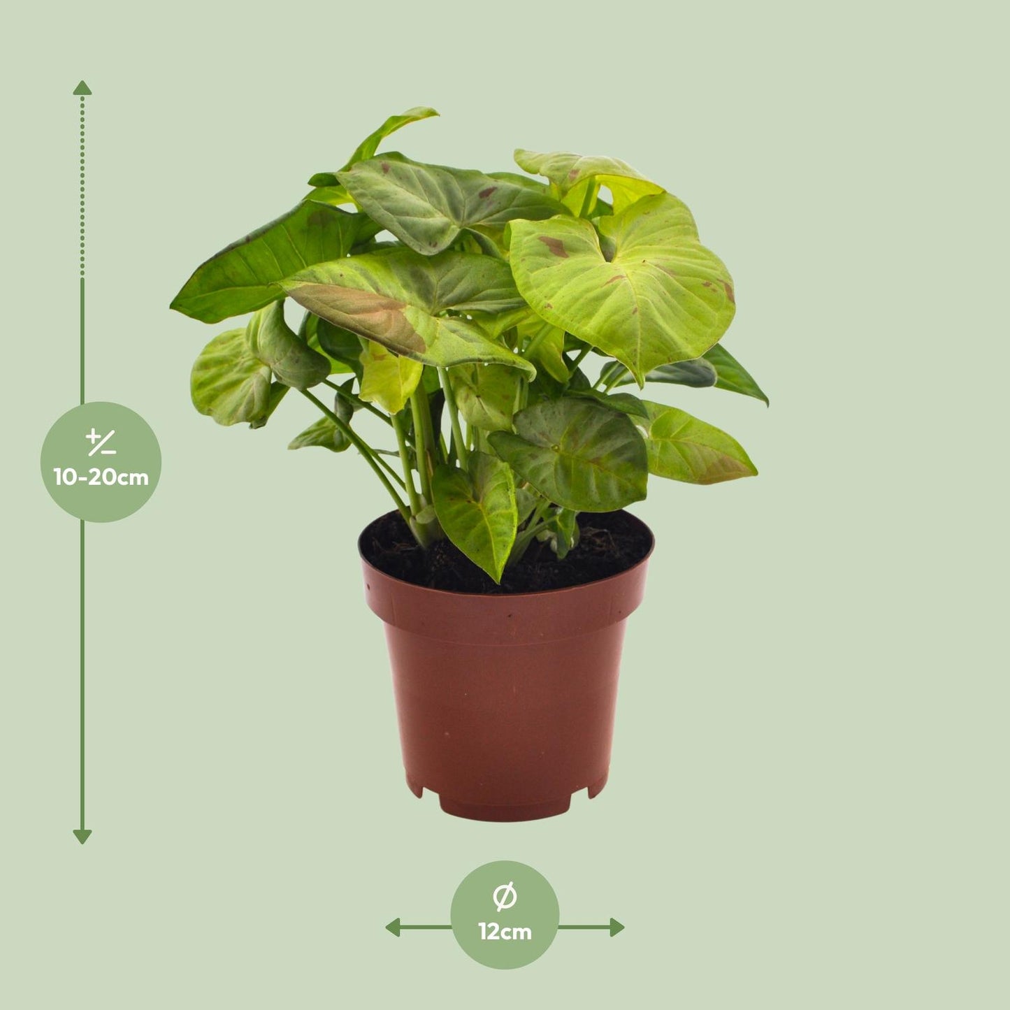 Syngonium Milk Confetti - Ø12cm - ↕20cm - Pflanzfix24