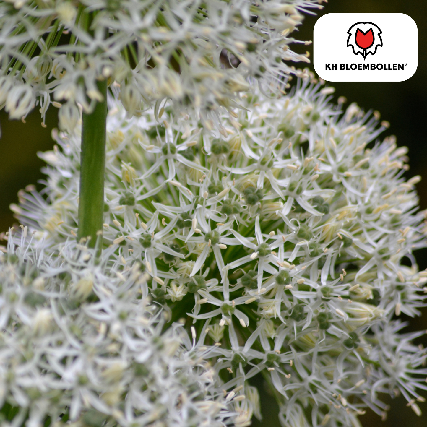 Allium White Giant 5 stuks - Pflanzfix24