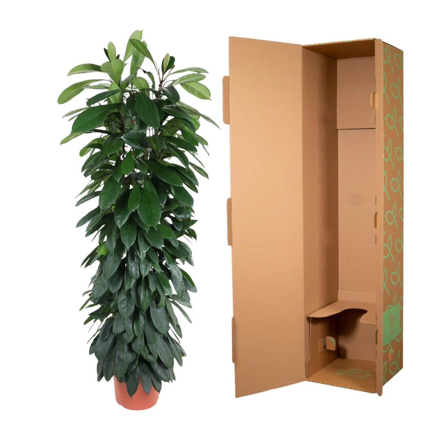 Ficus Cyatistipula Stamm 150 cm - Zimmerpflanze bei Pflanzfix24