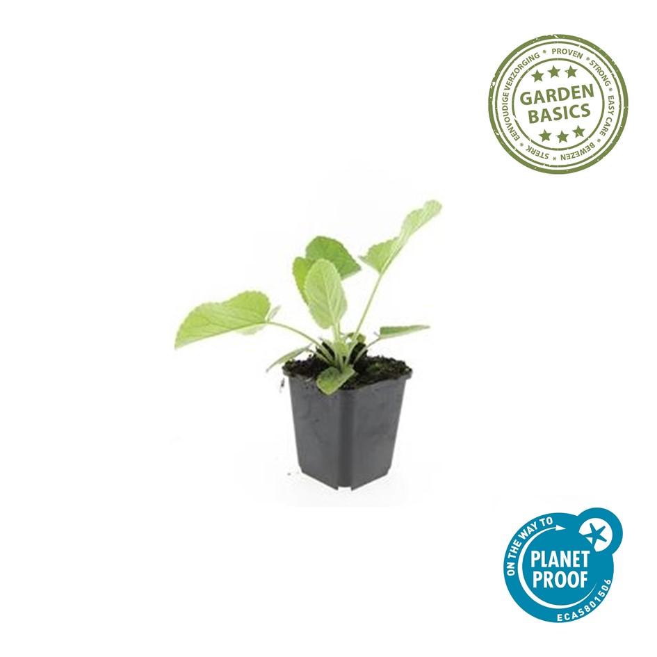 12x Phlomis russeliana winterharte Staude Ø9cm – Pflanzfix24.de - Pflanzfix24.de