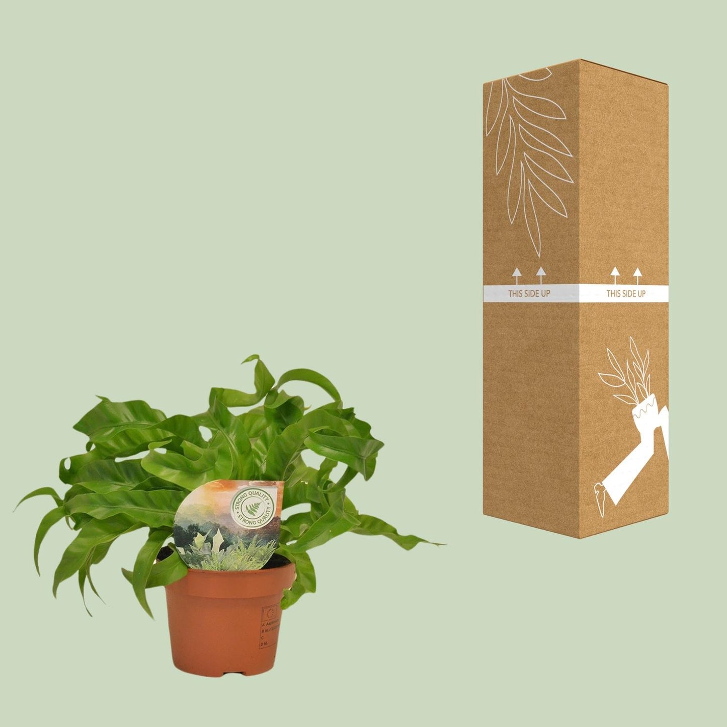 Asplenium Hurricane - Ø12cm - ↕30cm - Pflanzfix24