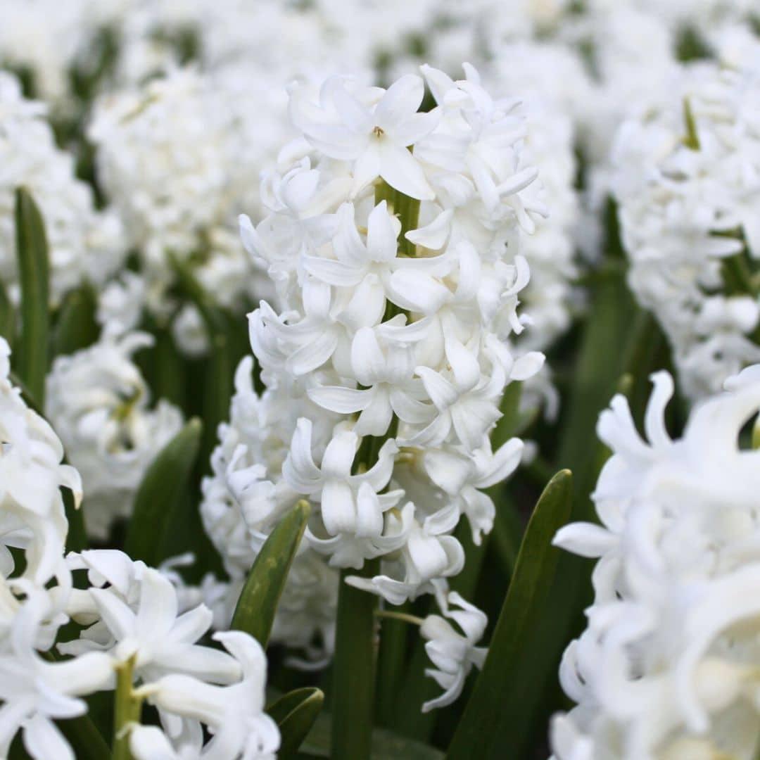 Pflanzfix24 - Hyacint Show Off - 30 Blumenzwiebeln für 1 m² Blumenpracht - Größe 14/15