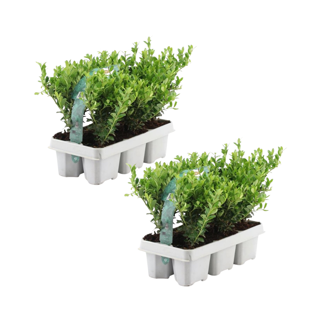 12x Ilex crenata 'Jenny' - 12 x Ø7 cm - ↕15 cm - 6er Set - Pflanzfix24