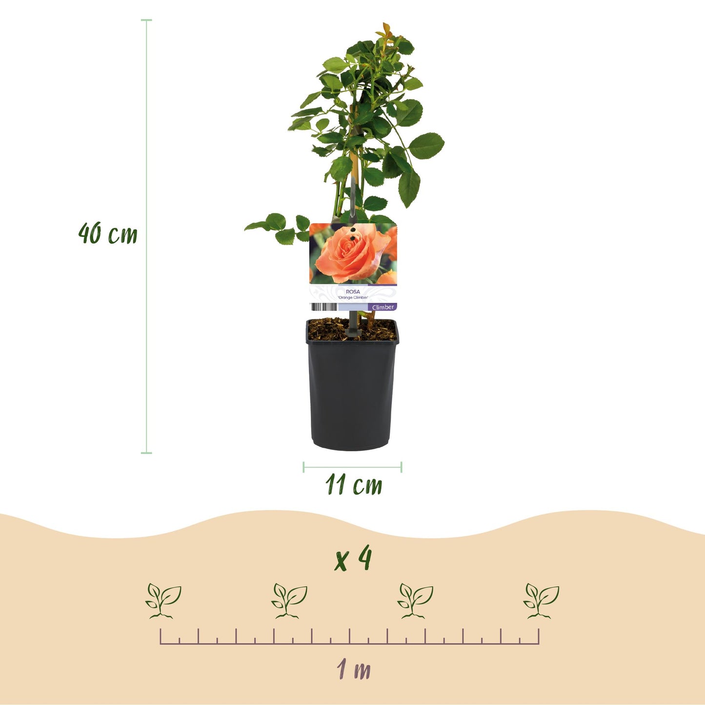 GreenboutiQ - Kletterrose - Rosa Orange Climber - 2 Pflanzen - Pflanzfix24.de - Pflanzfix24.de