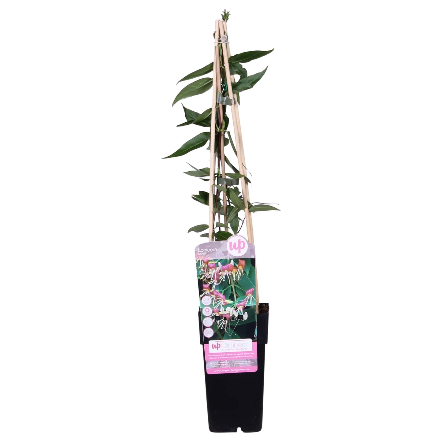Lonicera henryi Immergrünes Geißblatt Ø15cm – Pflanzfix24.de - Pflanzfix24.de