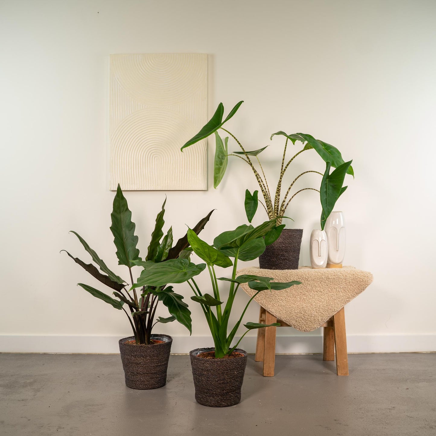 Alocasia Zebrina + Alocasia Cucullata + Alocasia Lauterbachiana - Set - Pflanzfix24.de - Pflanzfix24.de