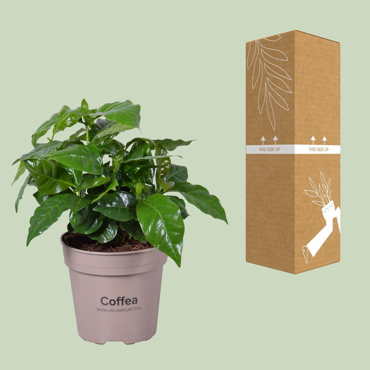 Coffea Arabica - Ø15cm - ↕45cm - Pflanzfix24