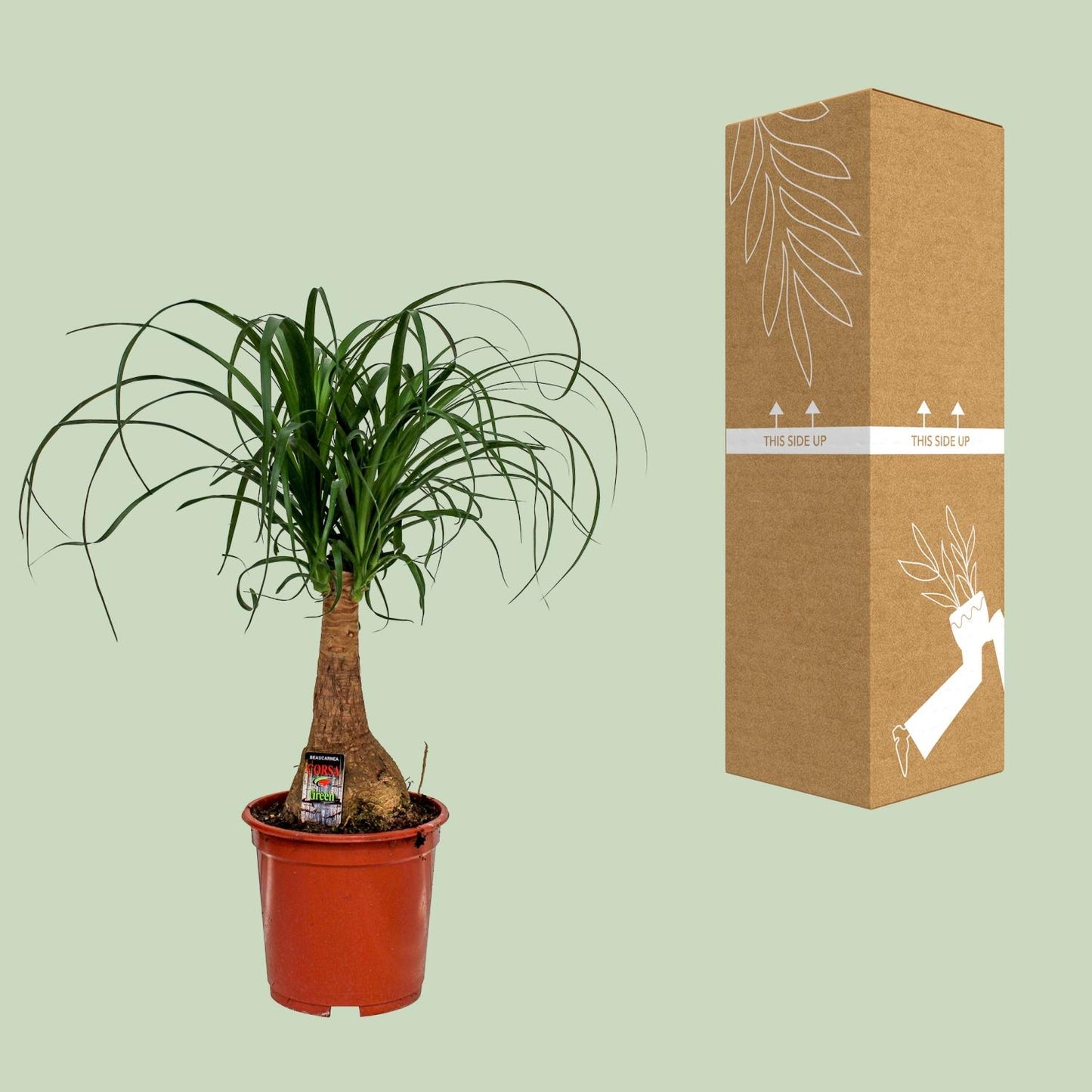 Beaucarnea Nolina - Ø19cm - pflanzfix24