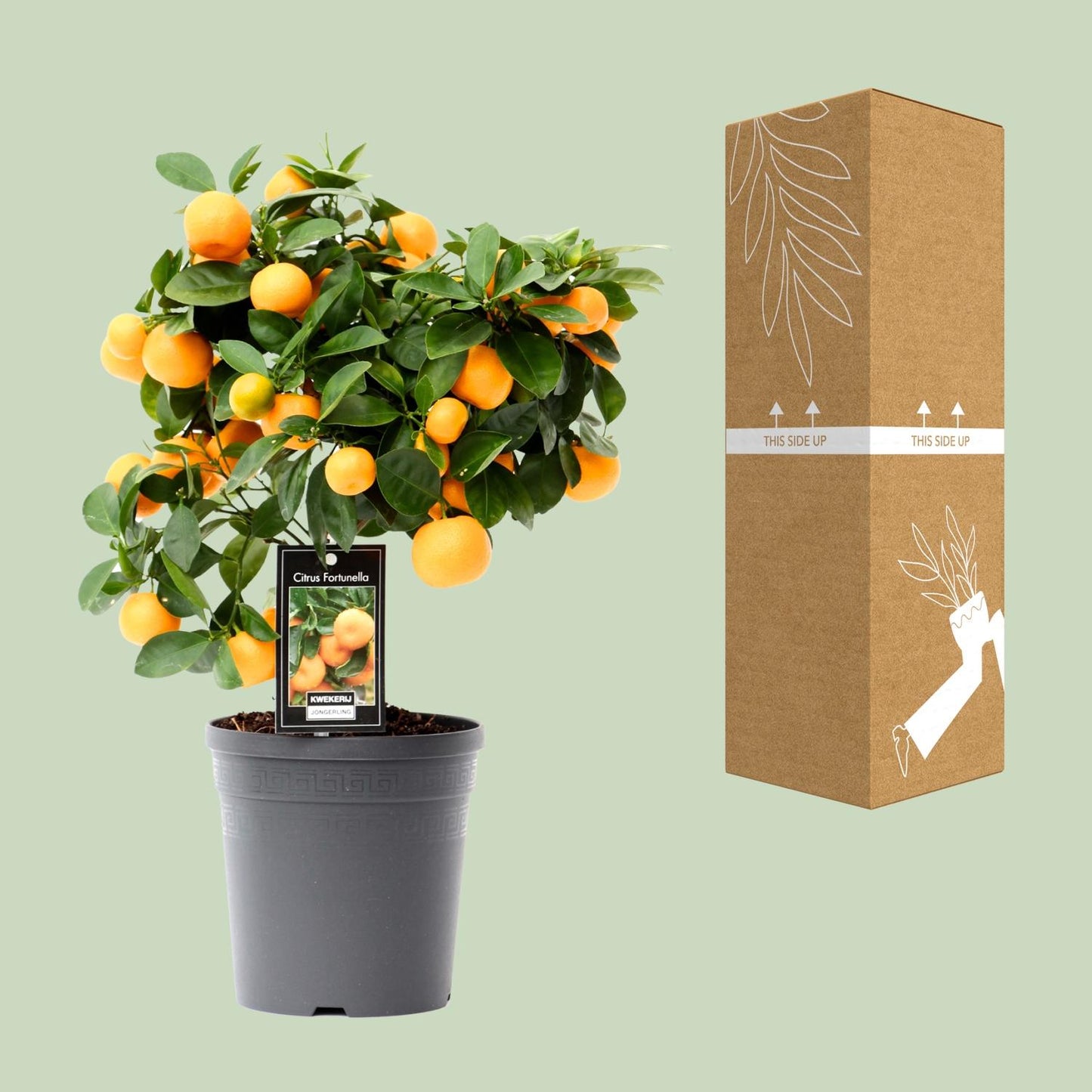 Citrus Calamondin - Ø15cm - ↕40cm - Pflanzfix24.de - Pflanzfix24.de