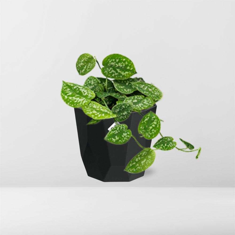 Scindapsus Pictus ‘Argyraeus’ - 14cm - b.for rock living black - Pflanzfix24