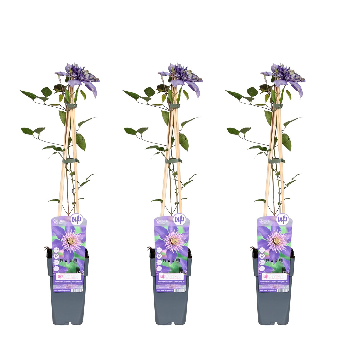 3x - Clematis Multi Blue - ↨65cm - Ø15 - Pflanzfix24.de - Pflanzfix24.de