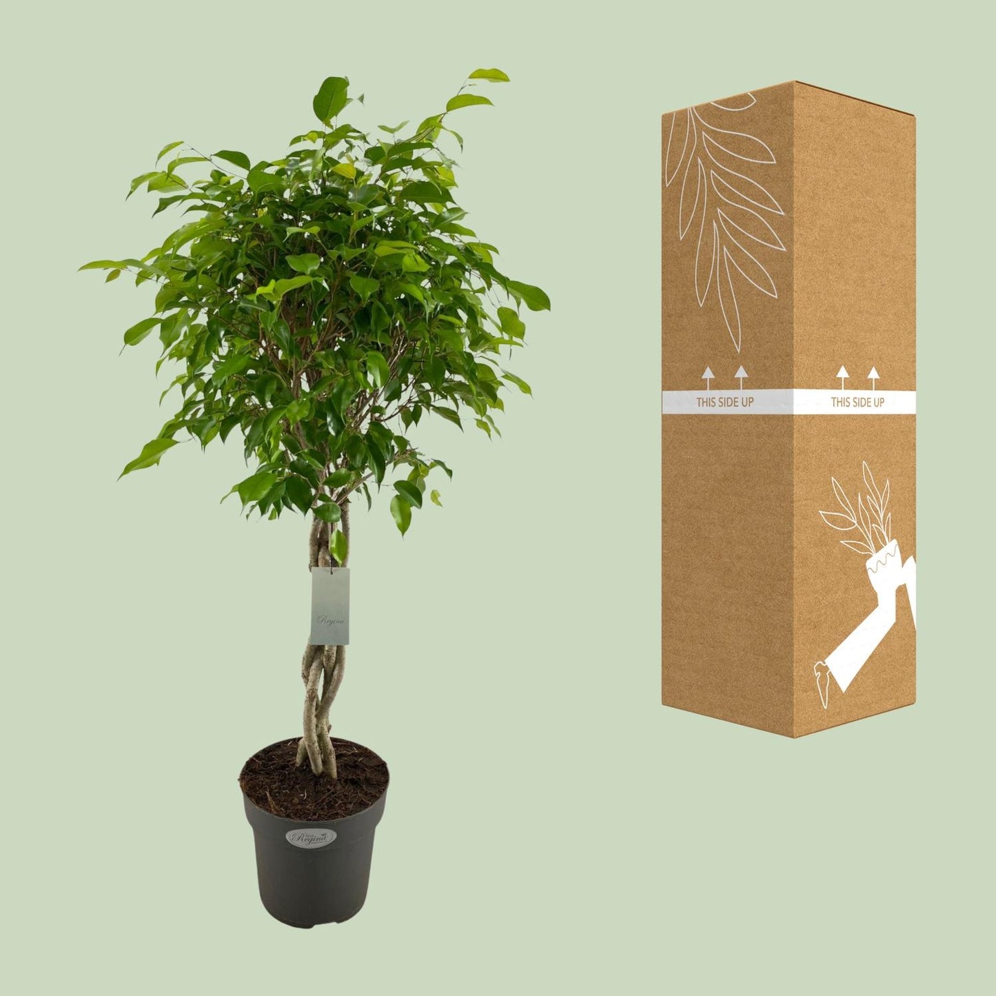 Ficus Benjamina Exotica Geflechtstamm - Ø24cm - ↕100cm - Pflanzfix24