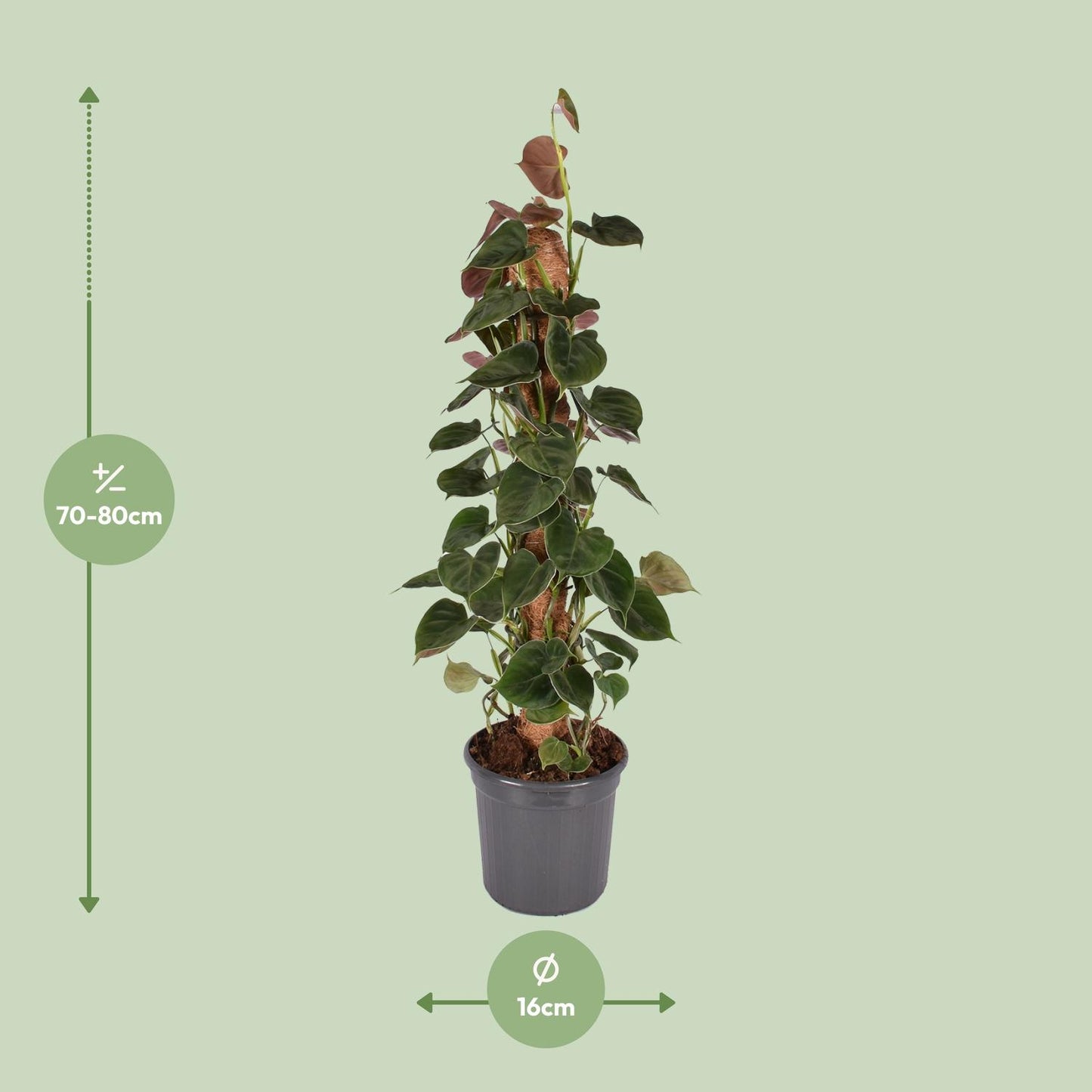 Philodendron Lupinum Mosstok - Pflanzfix24
