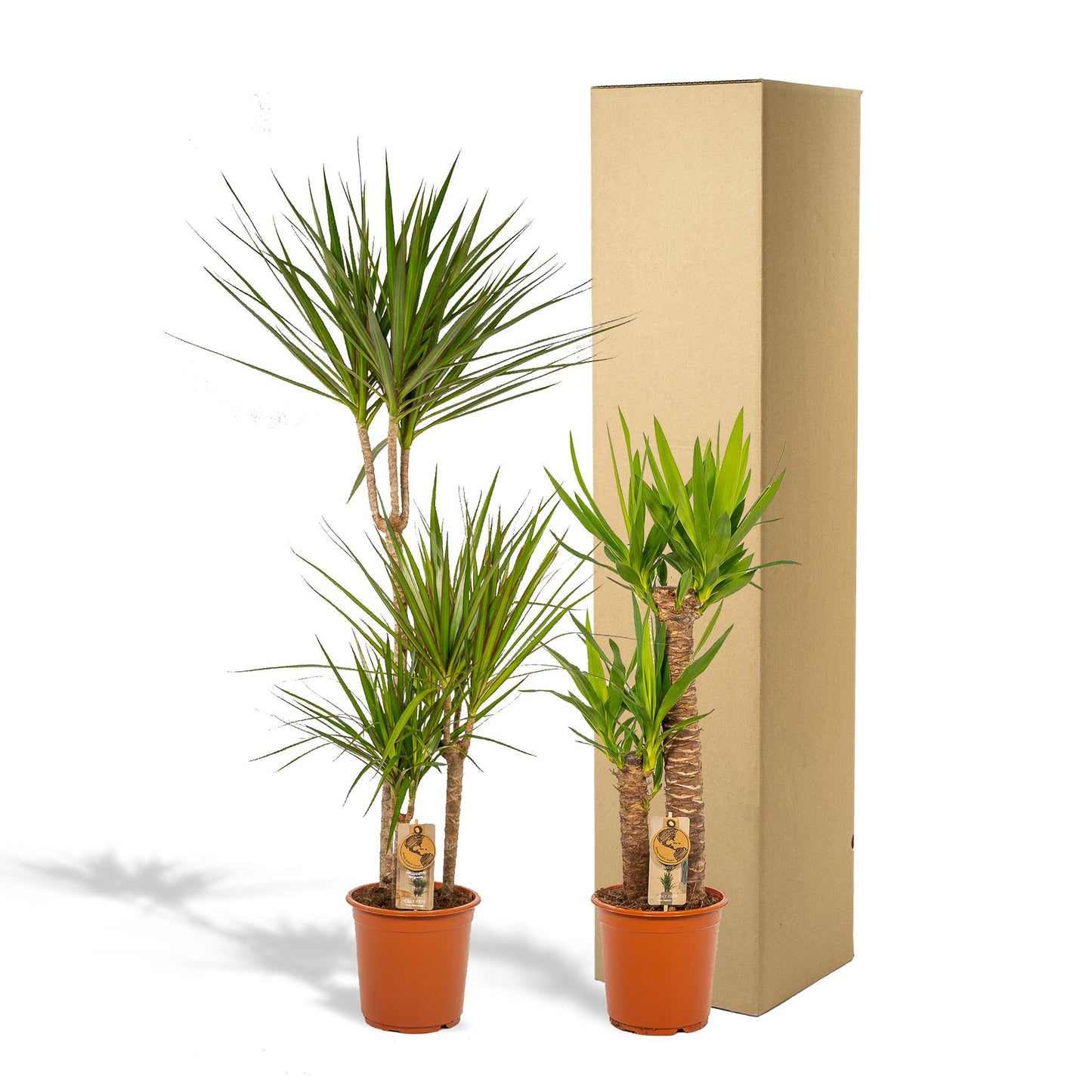 Dracaena & Yucca Zimmerpflanzen Set - Pflanzfix24