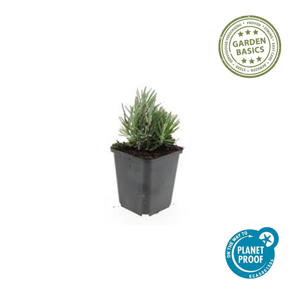 12x Lavandula 'Dwarf Blue' – Duft-Lavendel Set | Pflanzfix24