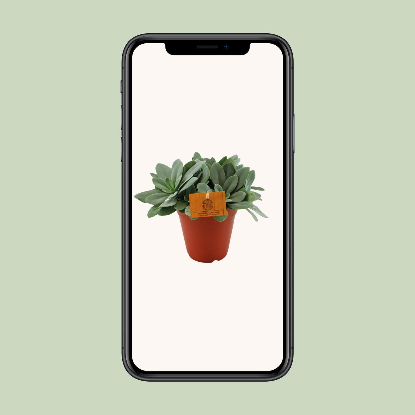 Senecio Cephalophorus - Ø15cm - ↕25cm bei Pflanzfix24