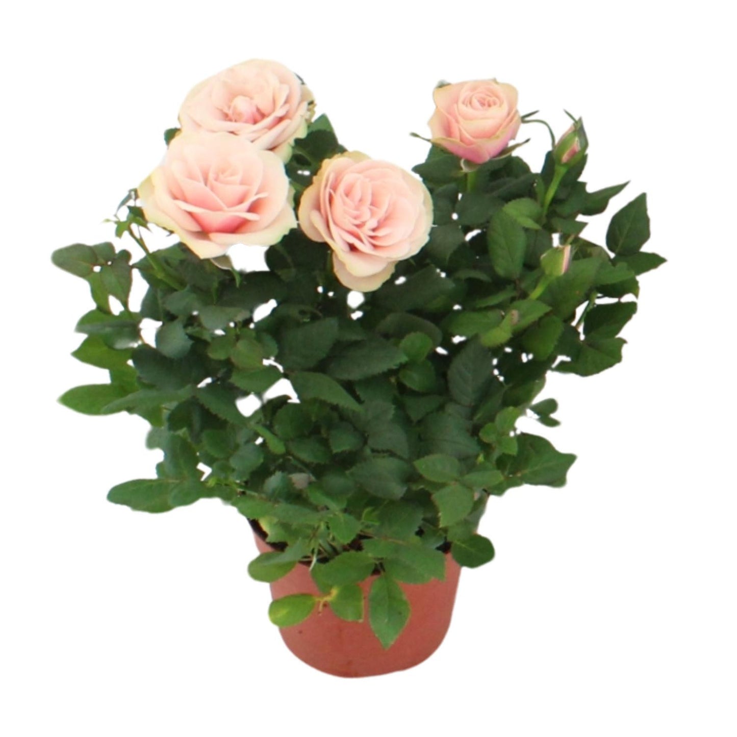 Rosa Light Pink - Ø12cm - ↕29cm bei Pflanzfix24