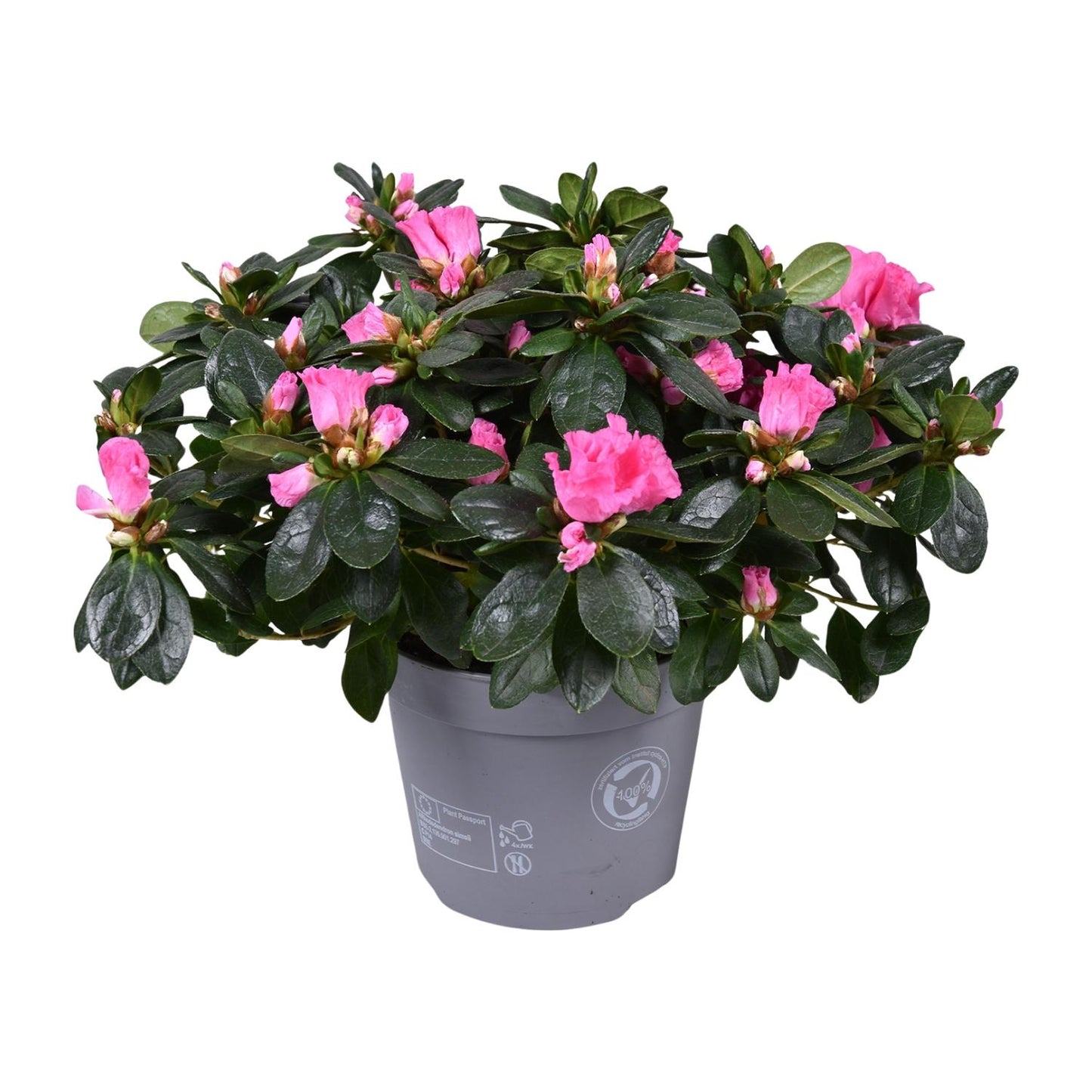 Azalea Rose Vogel - Ø14cm - ↕30cm - Pflanzfix24