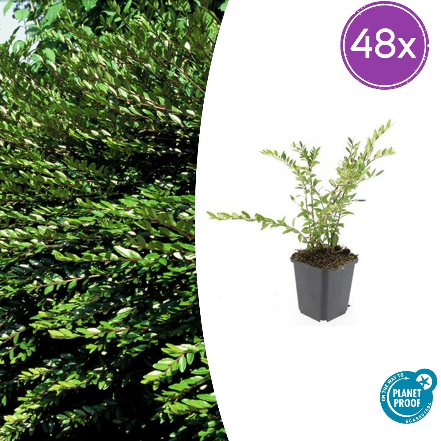48x Lonicera pileata - ↕10-25cm - Ø9cm - Pflanzfix24