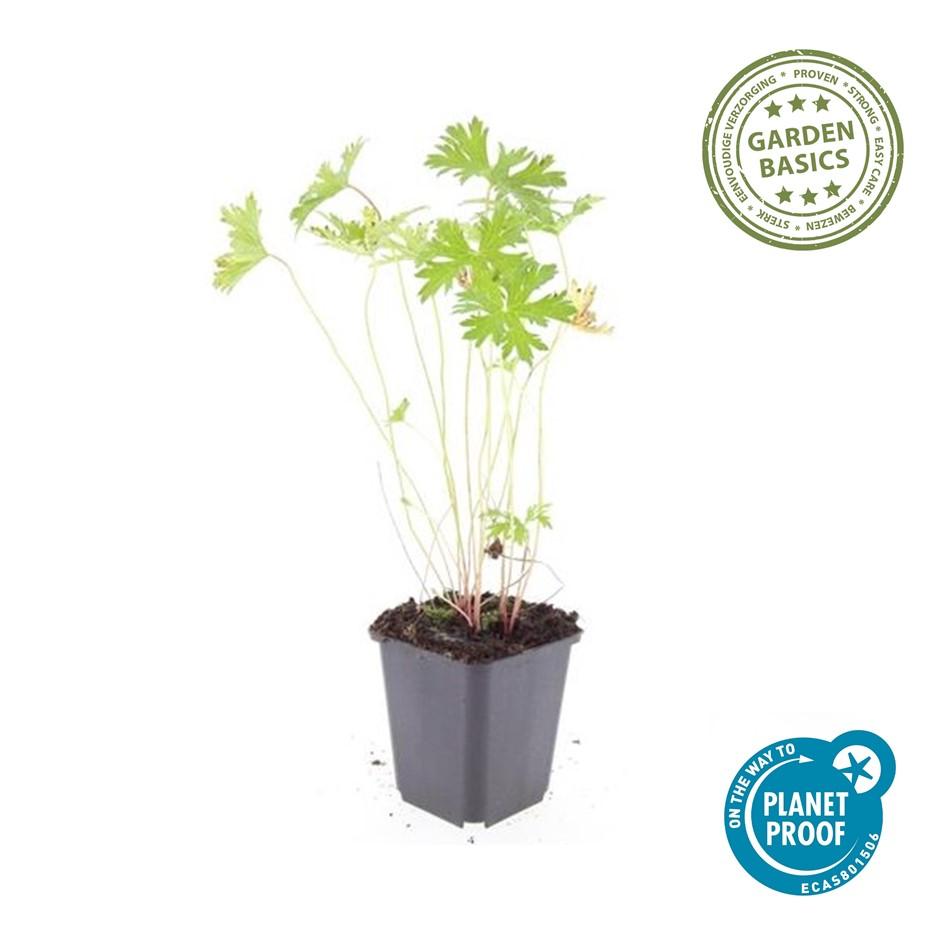 12x Geranium 'Johnson's Blue' - ↕10-25cm - Ø9cm bei Pflanzfix24