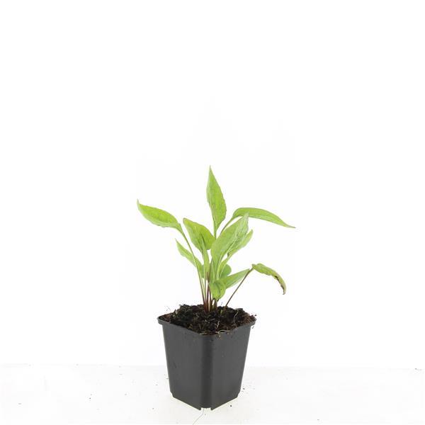 24x Echinacea p. 'White Swan' - ↕10-25cm - Ø9cm - Pflanzfix24