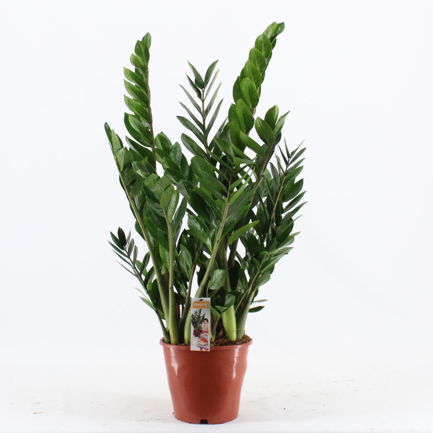 Zamioculcas Pot 24 - Ø24cm - ↕100cm - Pflanzfix24