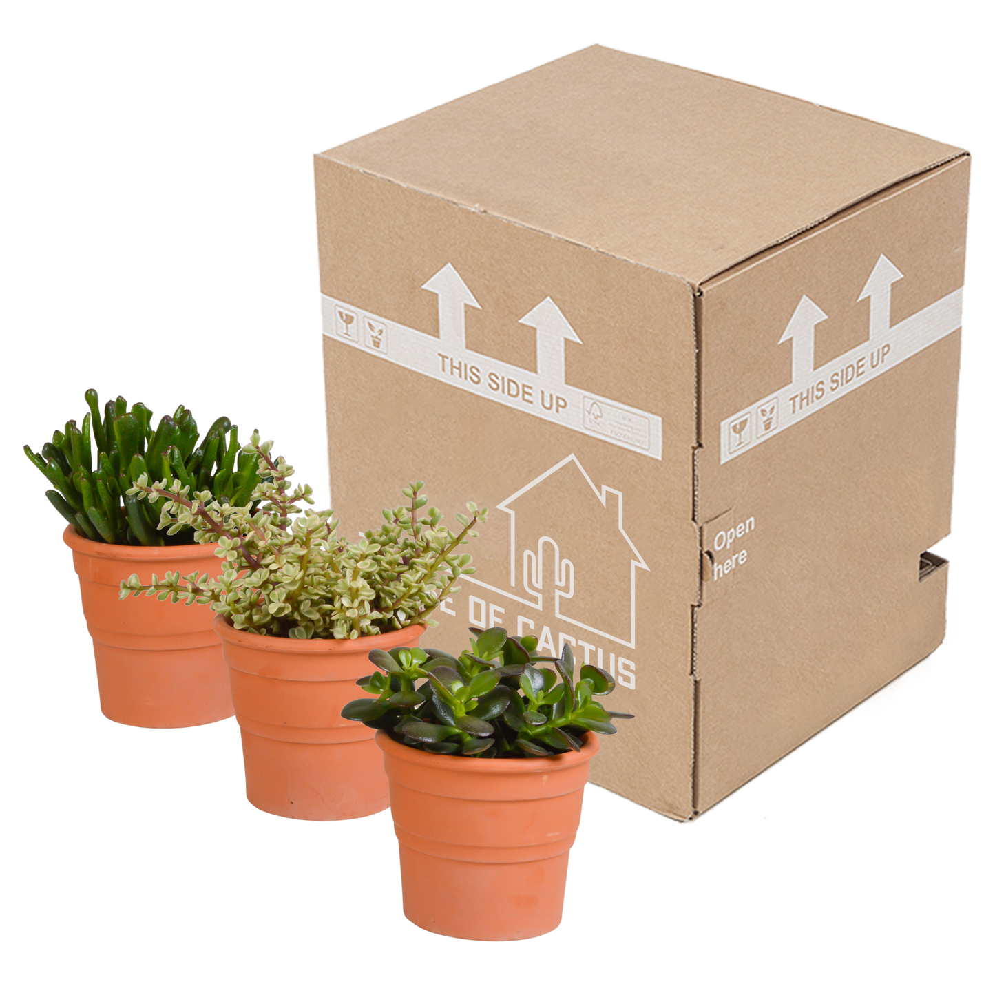 Crassula-Mischung 10,5 cm - 3x - in terracotta pot - Pflanzfix24.de - Pflanzfix24.de