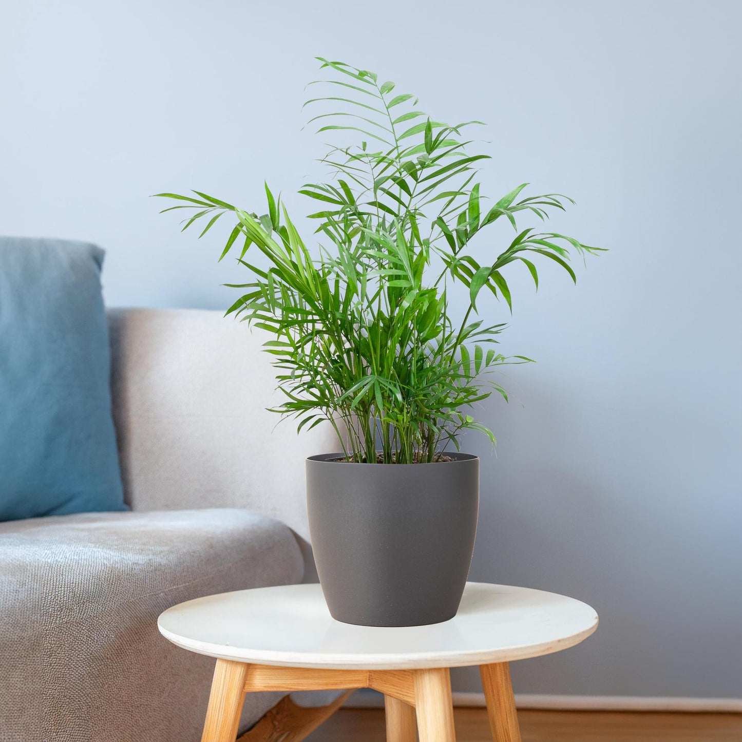 Chamadorea Elegans mit Viber Grau - 55cm - Ø17 - Pflanzfix24