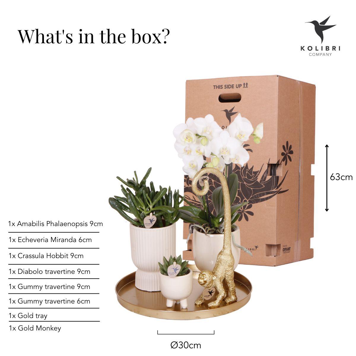 Pflanzset Luxury Living – Orchidee & Grünpflanzen | Pflanzfix24.de - Pflanzfix24.de