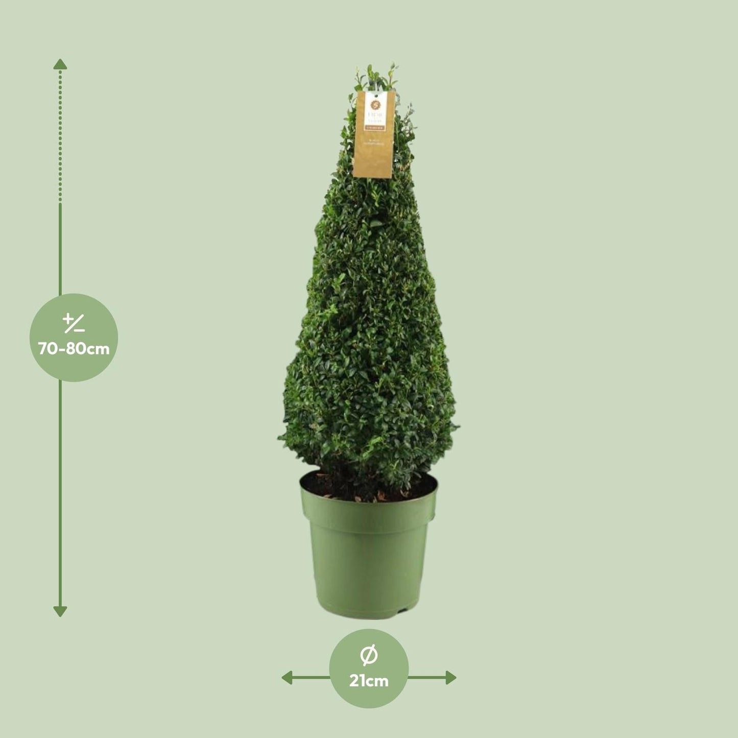 Buxus Semp. Pyramid 55cm P21 - Ø21cm - ↕75cm bei Pflanzfix24