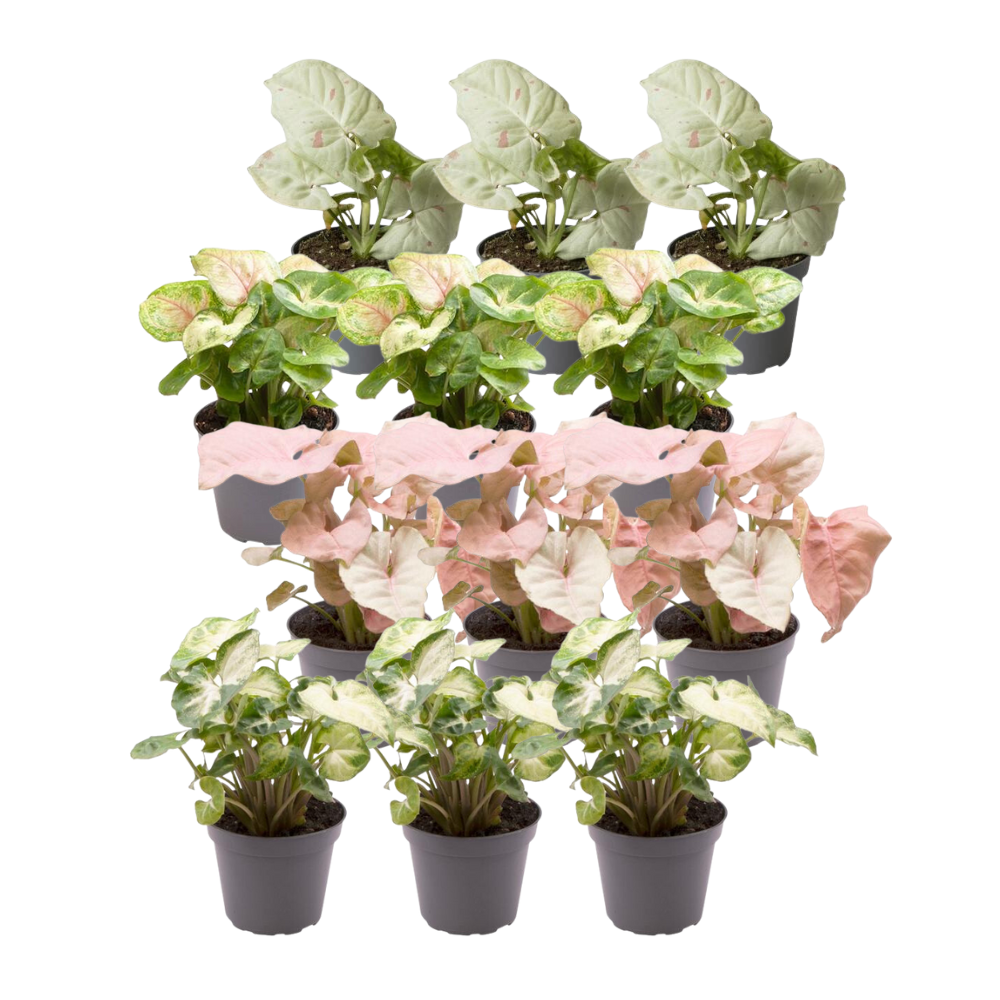 Pflanzfix24 - 12x Syngonium Mix