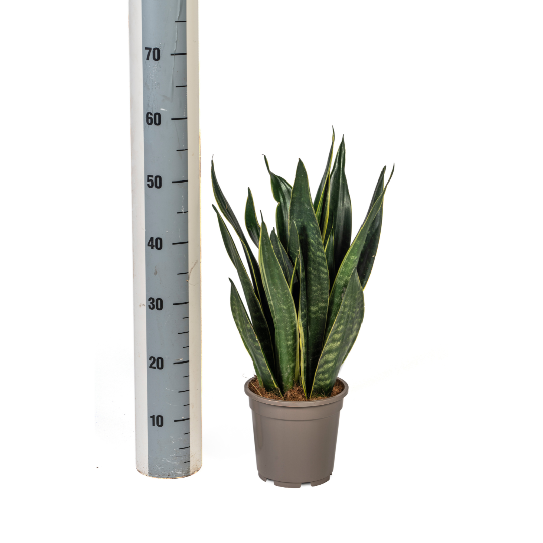 Sansevieria Trifasciata Futura Black Ø17cm | Moderne Zimmerpflanze – Pflanzfix24.de - Pflanzfix24.de