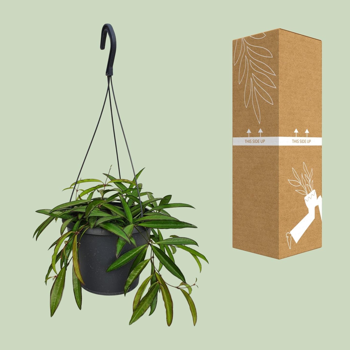 Hoya Bella - Ø19cm - ↕20cm - Pflanzfix24