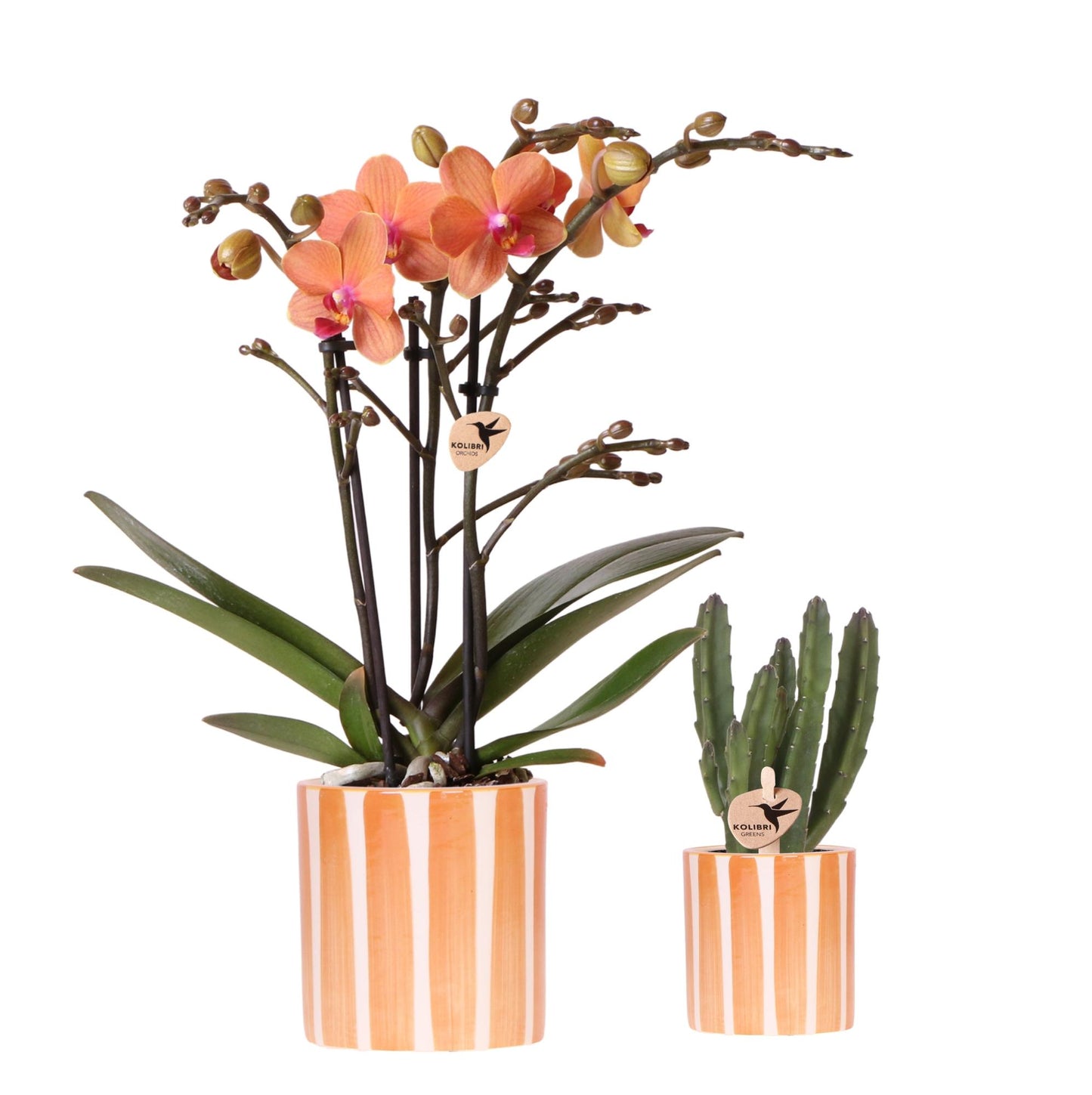 Pflanzset Orange Phalaenopsis & Sukkulente | Pflanzfix24.de - Pflanzfix24.de