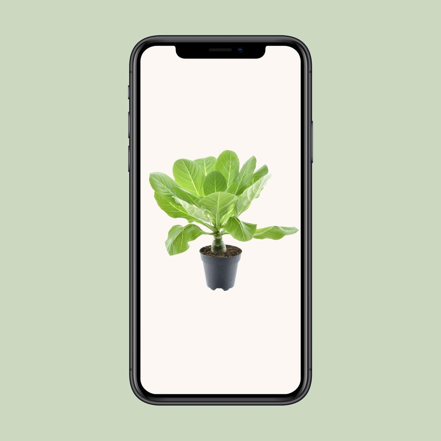 Brighamia Insignis 'Hawaii Palm' P12 - Pflanzfix24.de - Pflanzfix24.de