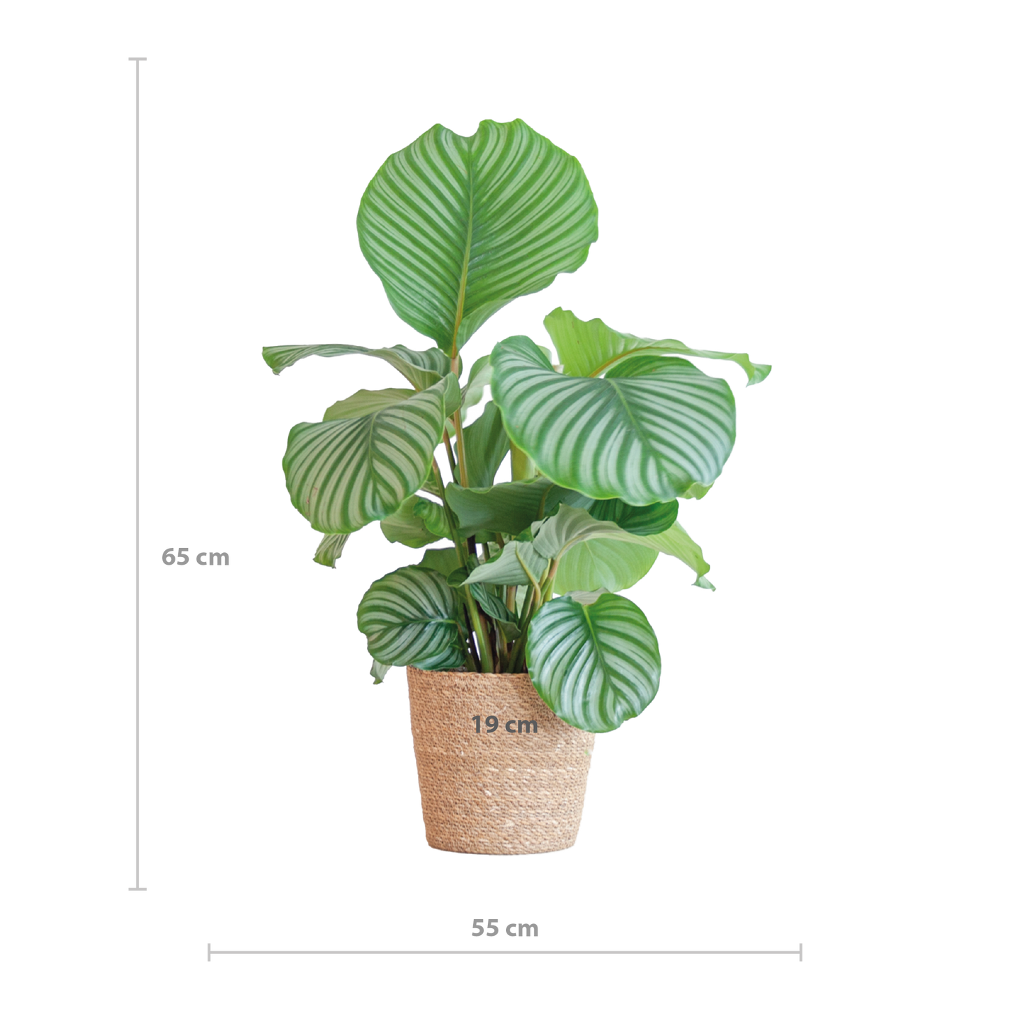 Calathea Orbifolia im Sofia-Korb | pflanzfix24
