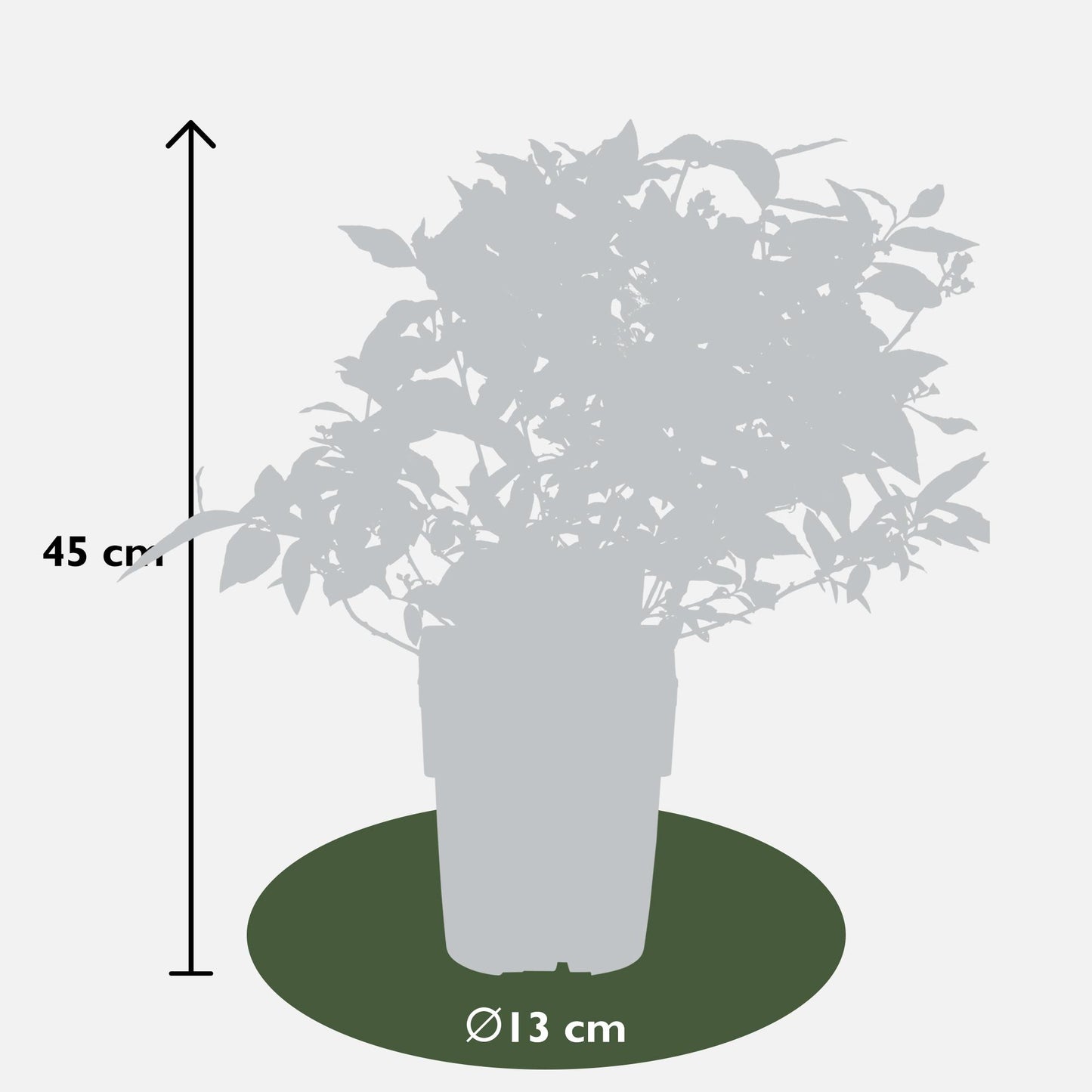 6x - Vaccinium corymbosum - ↨45cm - Ø13 - Pflanzfix24