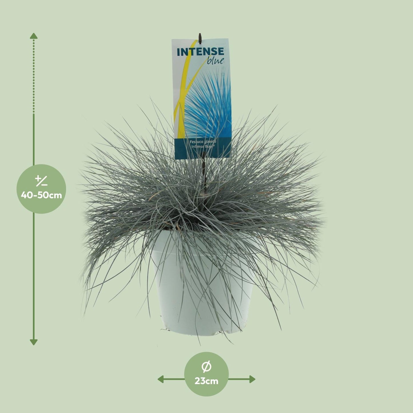 Festuca Glauca Intense Blue - Ø23cm - ↕50cm - Pflanzfix24.de - Pflanzfix24.de